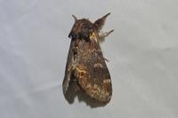 Notodonta dromedarius
