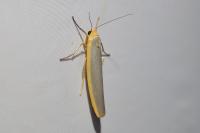 Manulea complana