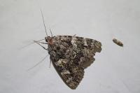 Catocala promissa
