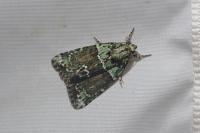 Cryphia algae