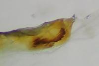 Mesapamea secalis