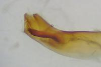 Mesapamea secalella