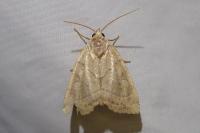 Cosmia trapezina