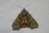 Polyphaenis sericata