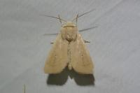 Mythimna sicula