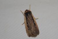 Ochropleura leucogaster