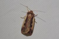 Ochropleura plecta
