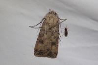 Agrotis segetum