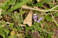 Nomophila noctuella
