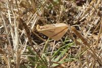 Rhodometra sacraria