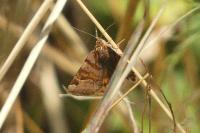 Euclidia glyphica