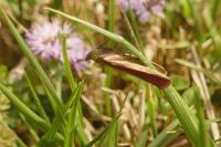 Oncocera semirubella