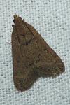 Bostra obsoletalis