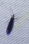 Coleophora alcyonipennella