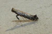 Parornix betulae