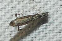 Parornix betulae