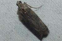 Phycita roborella