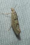 Ypsolopha alpella