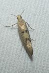 Ypsolopha alpella