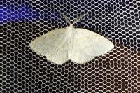 Cabera exanthemata