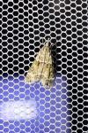 Eudonia mercurella