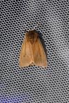 Phragmatobia fuliginosa