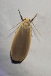 Collita griseola
