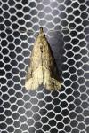 Schrankia costaestrigalis