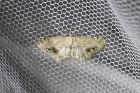 Idaea dimidiata