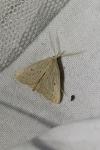 Macrochilo cribrumalis