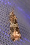 Celypha cespitana