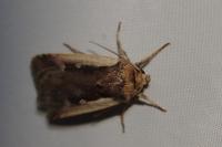 Ochropleura plecta