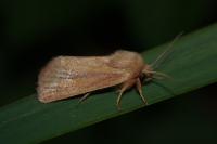 Denticucullus pygmina