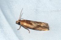 Eucosma cana