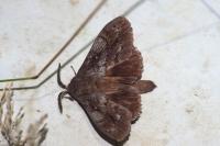 Dendrolimus pini