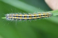 Acronicta albovenosa
