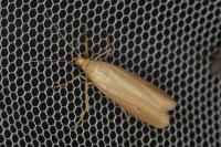 Selagia argyrella