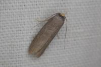 Achroia grisella