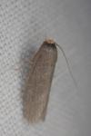 Achroia grisella