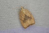 Acleris forsskaleana