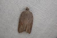 Acleris sparsana