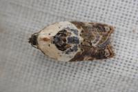 Acleris variegana