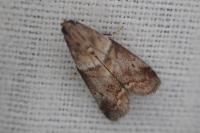 Acrobasis consociella