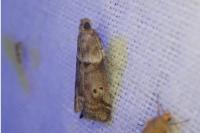 Acrobasis consociella
