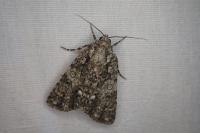 Acronicta rumicis
