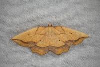 Epione repandaria