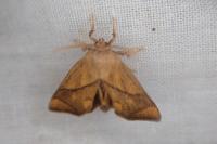 Apoda limacodes