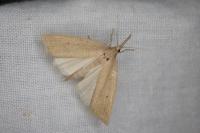 Chilo phragmitellus