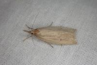 Chilo phragmitellus