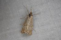 Chrysocrambus linetella